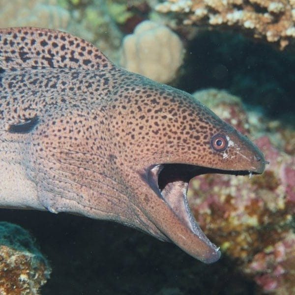 Fury Shoal reef life