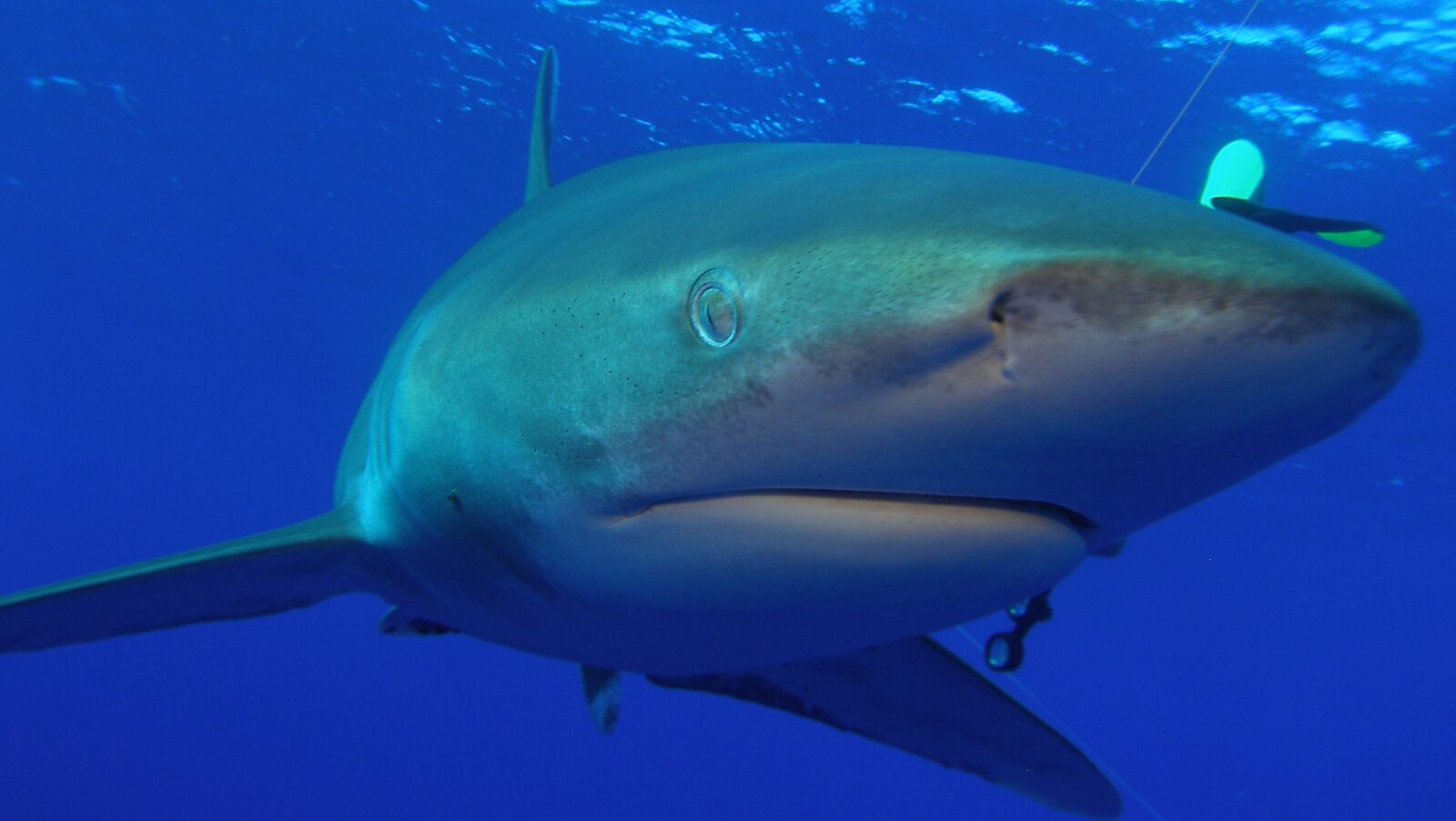 Oceanic whitetip shark in the deep south of the Red Sea